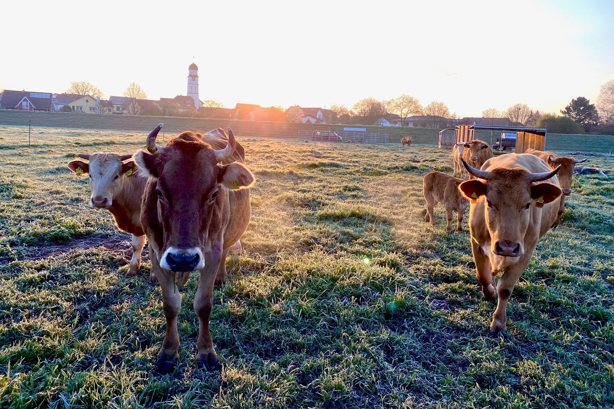 Von der Kuh zum Käse