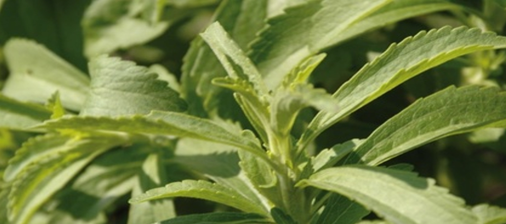 Stevia