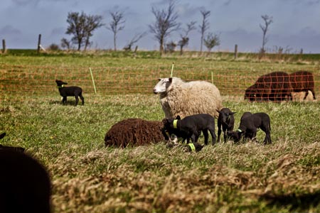 Schafscheune lädt ein zu Rundgängen zu den Schafen auf die Weide